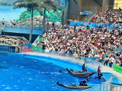 -海合安成都极地海洋公园