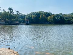 -深圳仙湖植物园