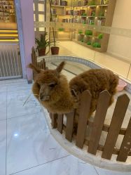 -Moni星球萌宠·小马宝莉·灵蛇·高端高阶全萌宠互动体验俱乐部(红豆国际广场店)