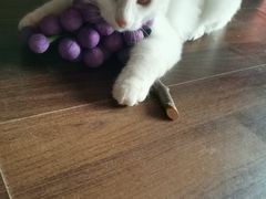 -柚子猫舍·精品猫舍购猫·猫咪认养·购宠·宠物店