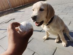 -北京京卫宠物寄养训练中心