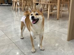 -柴犬小屋·柴餐厅·狗咖食堂(金鼎广场店)