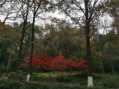 -杭州植物园