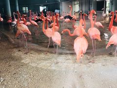 -石家庄市动物园