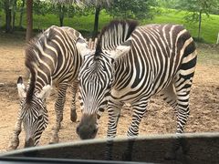 -北京野生动物园