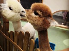 -藦茜花园宠物主题亲子互动体验馆(国顺东路店)