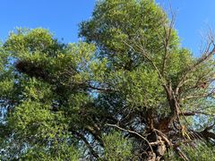 -亿利库布其七星湖沙漠生态旅游区