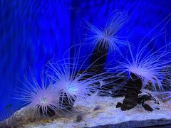 -上海海洋水族馆