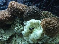 -北戴河圣蓝海洋公园