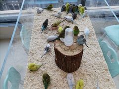 -怪兽屋·羊驼·猫咖·狗咖(俊华广场店)