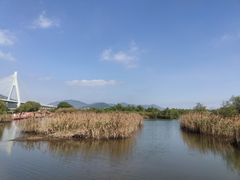 -芒洲湿地公园