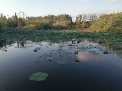 -溱湖国家湿地公园