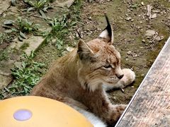 -青藏高原野生动物园