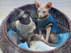 -青石桥花鸟鱼虫市场(叠翠城店)