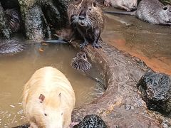 -海南热带野生动植物园