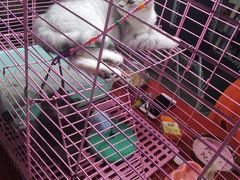 -中环花鸟鱼虫市场