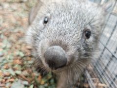 -费瑟代尔野生动物园