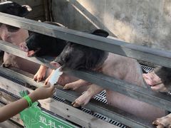 -北京鹿世界主题园