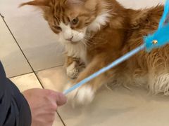 -平行世界·猫咖(首经贸店)