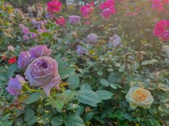 -人民公园(罗湖区)