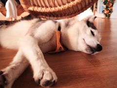 -Husky Go! 哈士奇体验馆·宠物咖啡厅狗咖