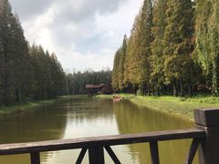 -黄海国家森林公园