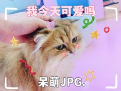 -爪爪喵星球·猫舍(前海卓越店)