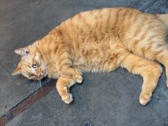 -肥仔文澳门猪骨煲(南京西路店)