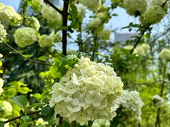 -天鹅湖体育公园