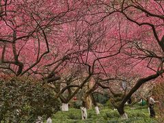 -杭州植物园