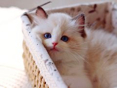 -70cat德文卷毛猫·缅因猫纯种猫舍