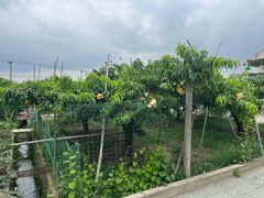 -老袁家蜜桃农场·阳山水蜜桃