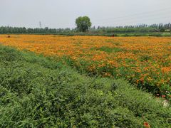 -君乐宝优致牧场
