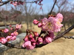 -梅花山(明孝陵内)
