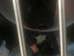 -申普宠物医院·心脏介入·心血管微创(总院)