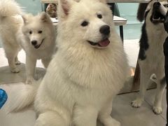 -安格丽娜·狗咖·猫咖羊驼咖(春熙路百盛商场店)