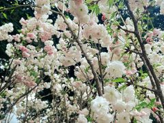 -观澜湖生态运动公社