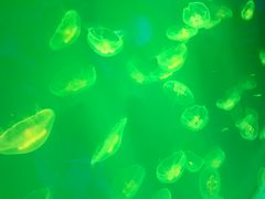 -芜湖新华联大白鲸海洋公园