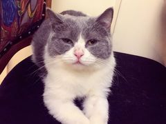 -more than meow吴止猫主题餐厅(承德 中船汇店)