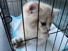 -伟伟宠物医院·瑞派猫友好医院·猫科(光谷店)
