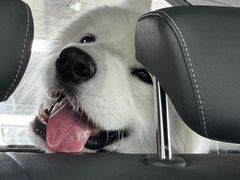 -趣玩宠物乐园寄养训犬训狗游泳池