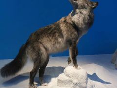 -贝林大翅鲸简餐厅(国家海洋博物馆店)