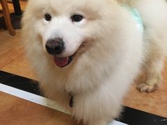 -more than meow吴止猫主题餐厅(承德 中船汇店)