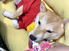 -逗柴咖啡屋·狗咖猫咖宠物桌游