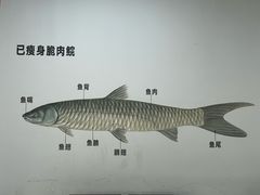 -港升鱼师傅·中山脆肉鲩