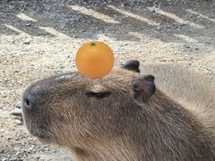 -上海野生动物园