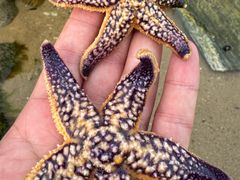 -那香海钻石沙滩浴场