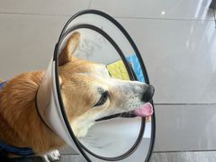 -爱侣宠医·鹦鹉专科·小型哺乳类·异宠专科(灵石路店)