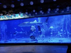 -烟台海昌鲸鲨海洋公园