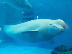 -海合安成都极地海洋公园